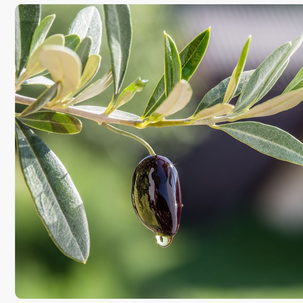 cerstvost olivovy olej